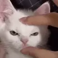 얌얌띠띠 프로필 사진
