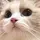 뽀또 potto